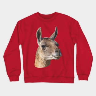 Beautiful head of a Guanaco Crewneck Sweatshirt